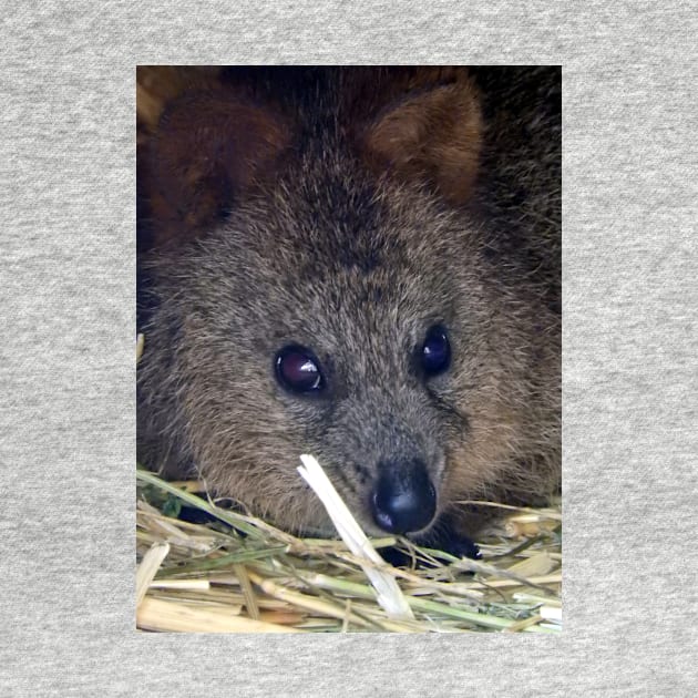 Quokka by kirstybush